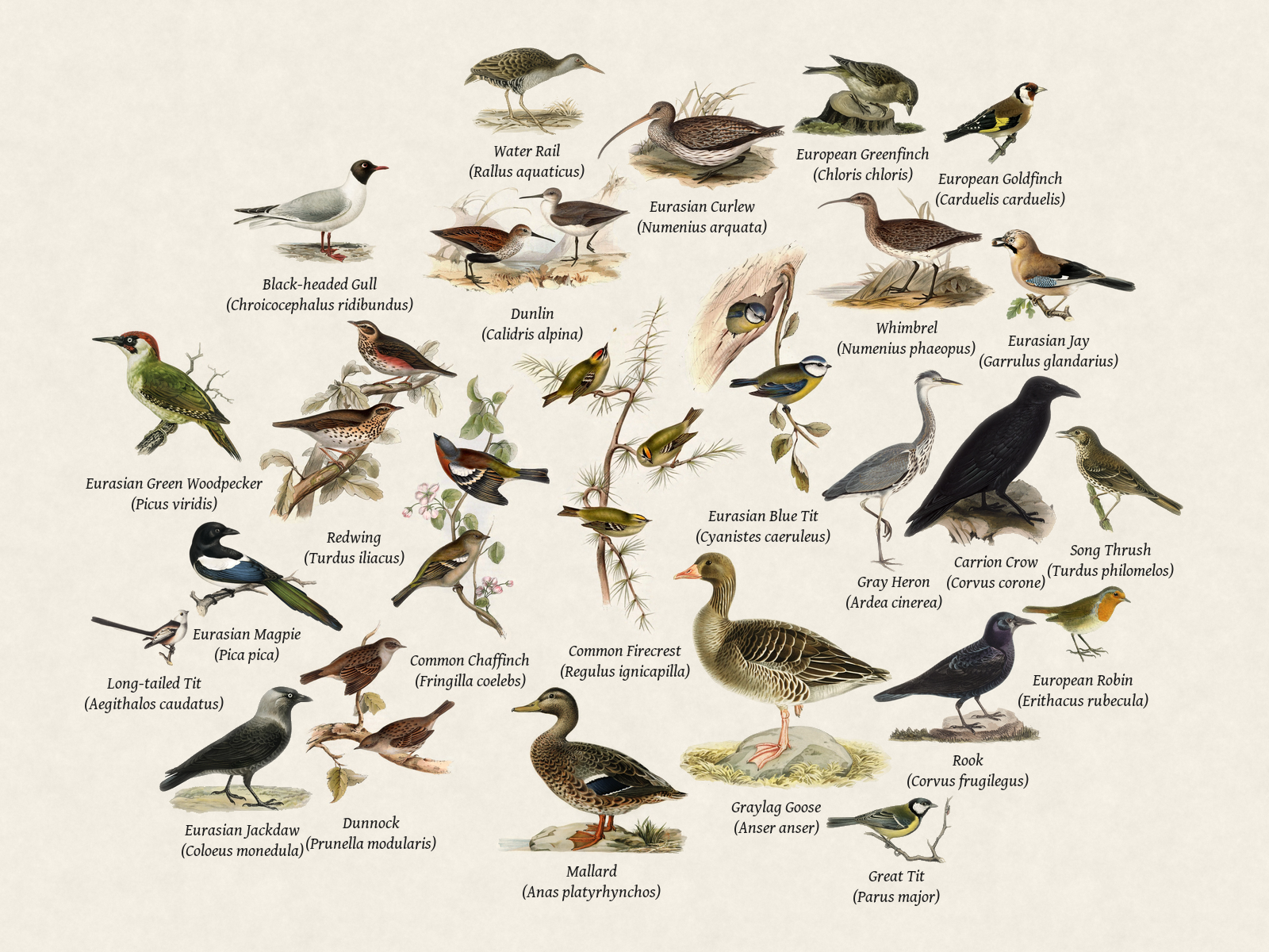 Birds heard at BirdNET-Pi - wheatley
